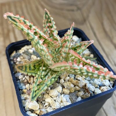 SH39206 Aloe TCT hybrid
