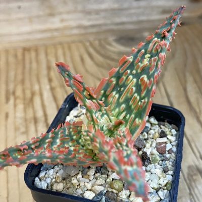 SH39207 Aloe TCT hybrid