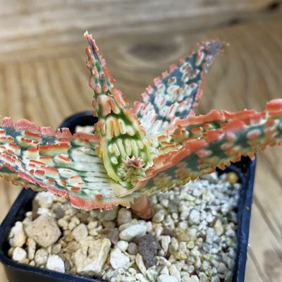 SH39208 Aloe TCT hybrid