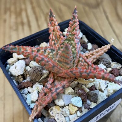 SH39209 Aloe TCT hybrid