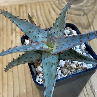SH39210 Aloe castilloniae hybrid