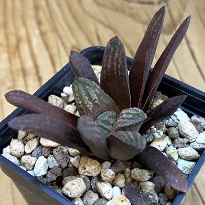 SH39211 Haworthia truncata x splendens