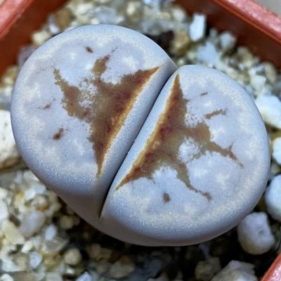SH39275 Lithops julii ‘Hot Lips’