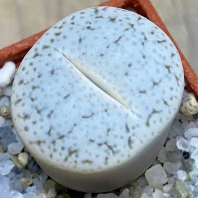 SH39320 Lithops pseudotruncatella v. volkii