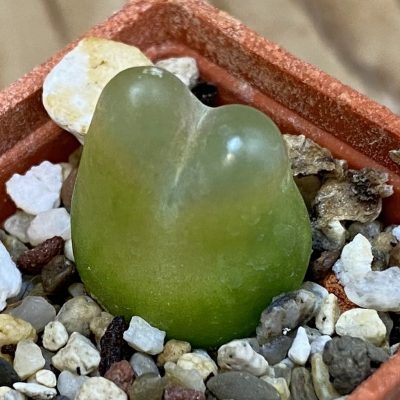 SH39323 Conophytum maughanii