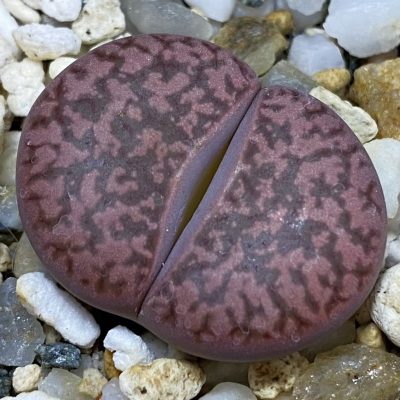 SH39325 Lithops bromfieldii ‘Embers’