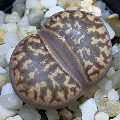 SH39326 Lithops dorotheae