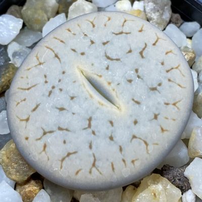 SH39327 Lithops pseudotruncatella ssp. volkii