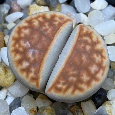 SH39328 Lithops karasmontana v. lericheana