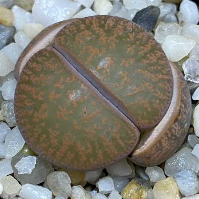 SH39329 Lithops lesliei v. rubrobrunnea