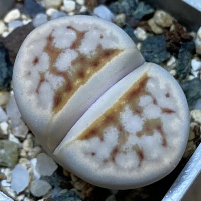 SH39276 Lithops julii ‘Hot Lips’