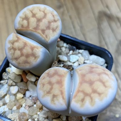 SH39330 Lithops karasmontana v. lericheana