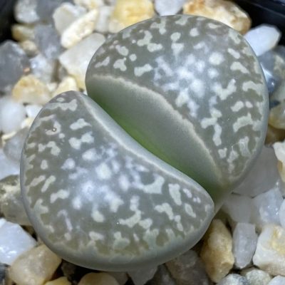 SH39331 Lithops marmorata v. framesii