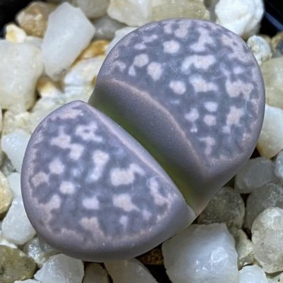 SH39332 Lithops marmorata v. framesii