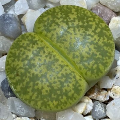 SH39333 Lithops lesliei v. albinica