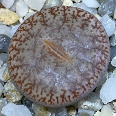 SH39334 Lithops pseudotruncatella v. dendritica