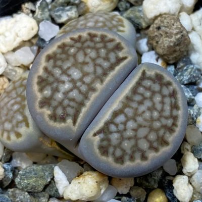 SH39335 Lithops julii -Japan-
