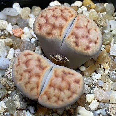 SH39336 Lithops karasmontana v. tischeri