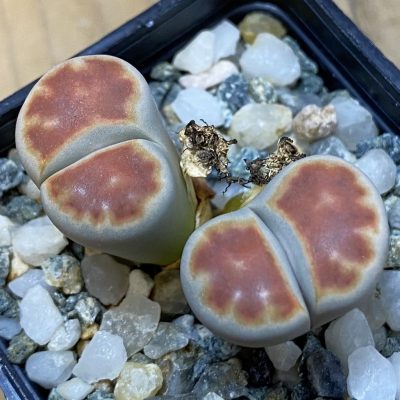 SH39337 Lithops karasmontana 'Top Red'