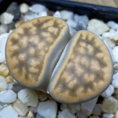 SH39338 Lithops karasmontana v. bella
