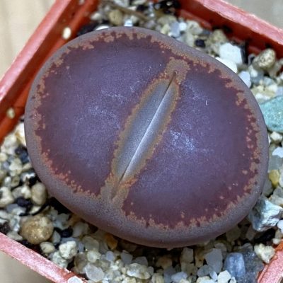 SH39277 Lithops aucampiae 'KO'