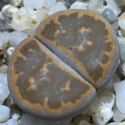 SH39339 Lithops karasmontana v. bella