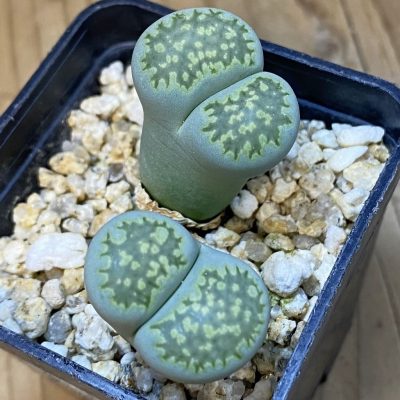SH39340 Lithops salicola `Malachite` x julii `Fullergreen`