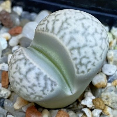 SH39341 Lithops marmorata v. elisae