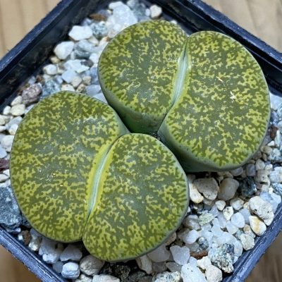 SH39342 Lithops lesliei v. albinica