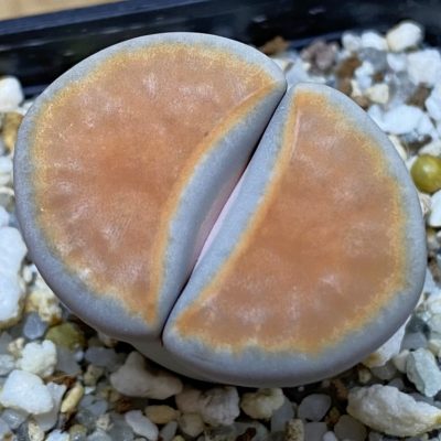 SH39343 Lithops karasmontana v. lericheana