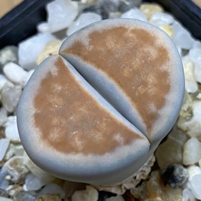 SH39344 Lithops karasmontana v. lericheana