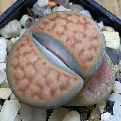 SH39345 Lithops karasmontana -Grunau-
