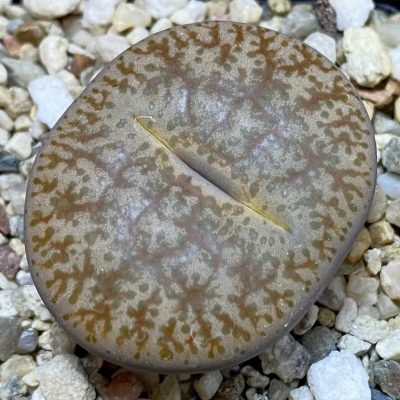 SH39346 Lithops pseudotruncatella