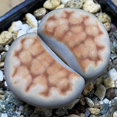 SH39347 Lithops karasmontana v. lericheana