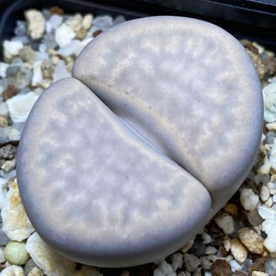 SH39348 Lithops karasmontana v. opalina