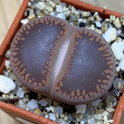 SH39278 Lithops aucampiae 'KO'