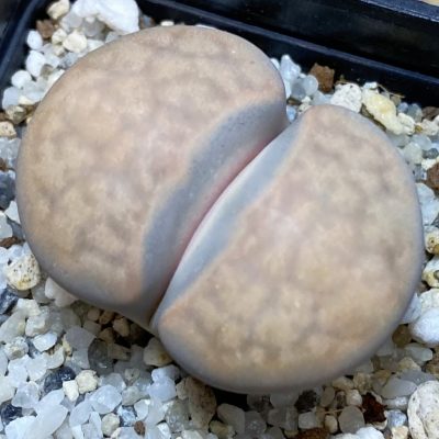 SH39349 Lithops karasmontana v. opalina