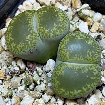 SH39350 Lithops lesliei