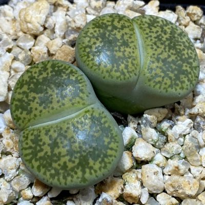 SH39351 Lithops lesliei