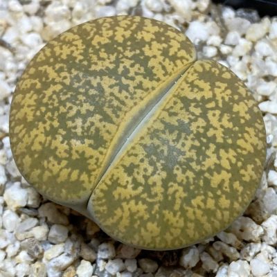 SH39353 Lithops aucampiae 'Jackson's Jade'