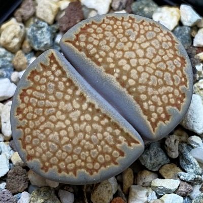 SH39354 Lithops hallii -Japan-