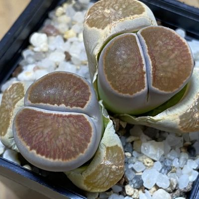 SH39355 Lithops julii ‘Kikushogiyoku’ hybrid