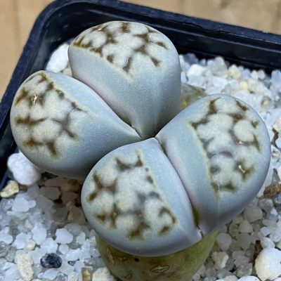 SH39356 Lithops karasmontana v. eberlanzii