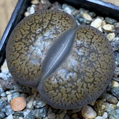 SH39357 Lithops aucampiae 'Kuruman form'