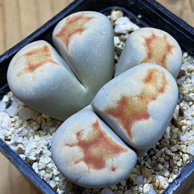 SH39358 Lithops karasmontana v. lericheana f. monstrosa