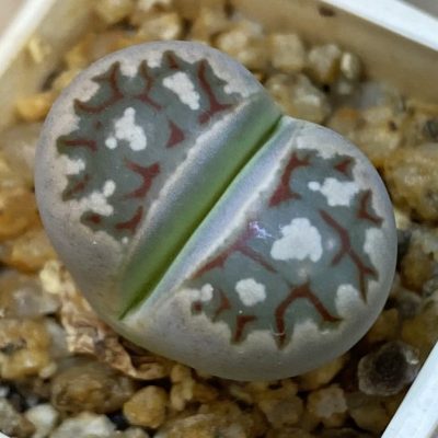 SH39279 Lithops dorotheae