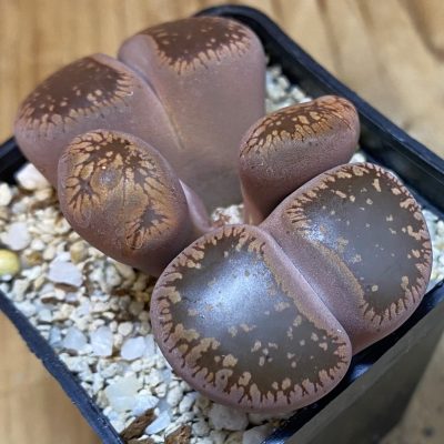 SH39359 Lithops aucampiae f. monstrosa