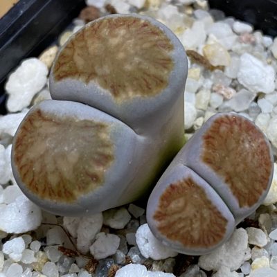 SH39360 Lithops julii ‘Kikushogiyoku’ hybrid