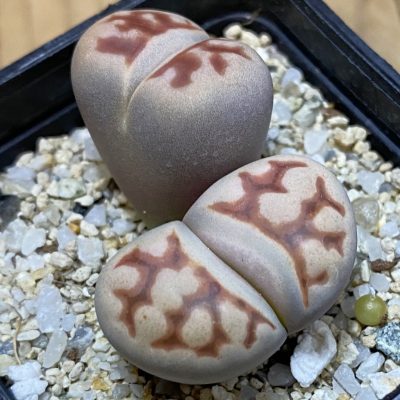 SH39361 Lithops karasmontana v. lericheana