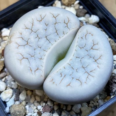SH39362 Lithops gracilidelineata